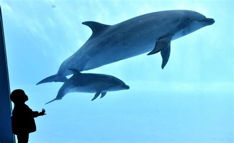 Japan aquariums turn to breeding dolphins instead of taking from wild