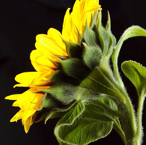 "sunflower - side view" Photographic Prints by mricci | Redbubble