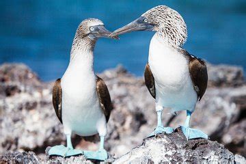 The 10 Best Bartolome Island Tours & Tickets 2019 - Galapagos Islands ...