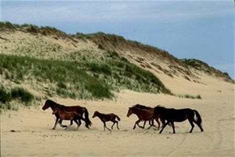 Sable Island Horses | The Canadian Encyclopedia