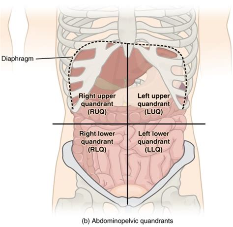 1.05 Anatomical Regions and Quadrants