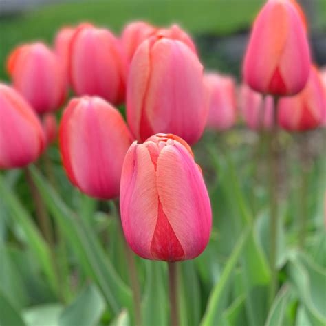 Tulip Darwin Hybrid Apricot Impression - 20 bulbs - Longfield Gardens