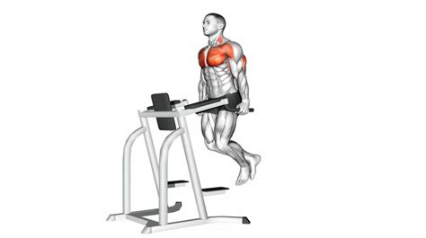 Chest Dip - How to Instructions, Proper Exercise Form and Tips | Hevy Exercise Library