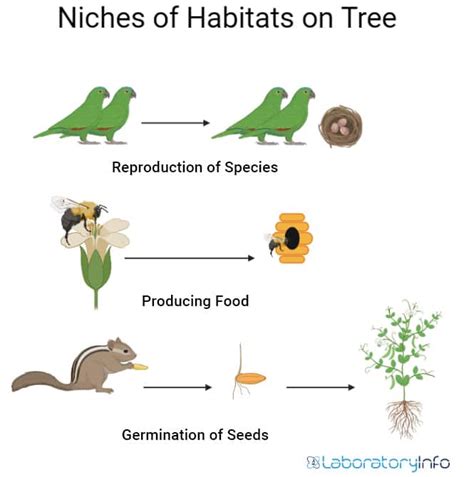 Niche Vs Habitat : Definition, Examples, Differences and Diagrams - Laboratoryinfo.com