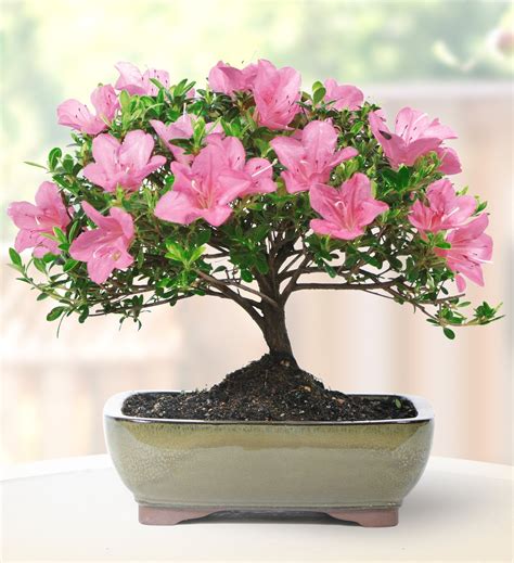 Brussel's Bonsai Live Azalea Outdoor Bonsai Tree - 8 Years Old 12" to ...