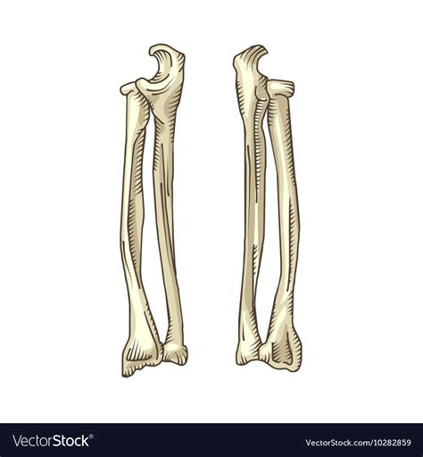 Hand drawn realistic human bones Royalty Free Vector Image