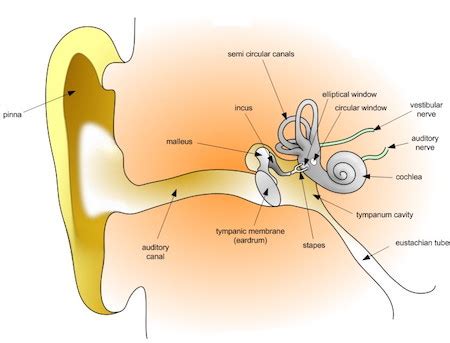 Tympanic Membrane Overview, Function & Anatomy - Lesson | Study.com