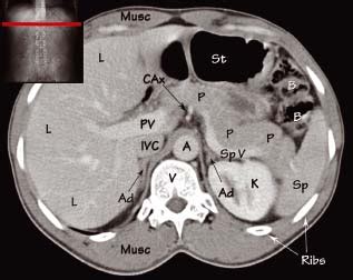 muscles of lower abdomen