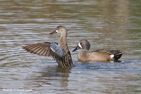 Pair of Blue-Winged Teal at Metzger Farm Open Space, Color… | Flickr