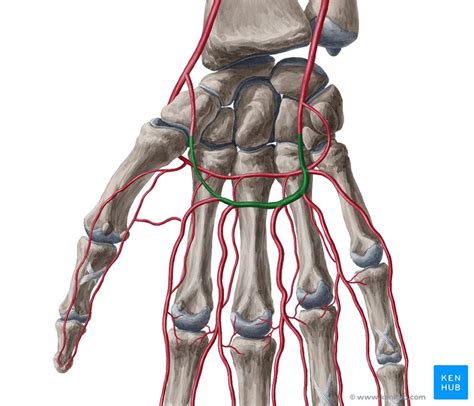 Superficial palmar arch: Origin, branches, function | Kenhub