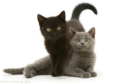 British Shorthair blue and black kittens photo WP27796