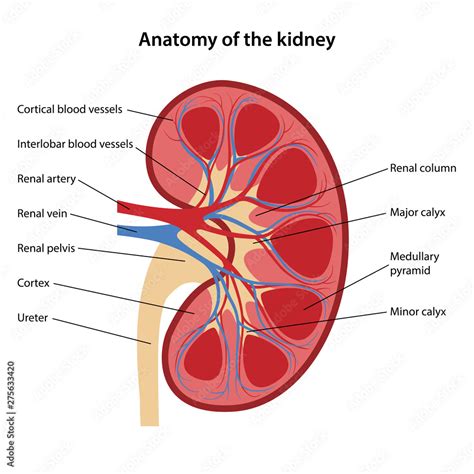 Anatomy of the human kidney with main parts labeled. Vector illustration. Stock Vector | Adobe Stock