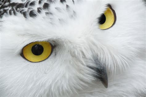 Snowy Owl Eyes Free Stock Photo - Public Domain Pictures