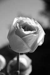 Black and White Rose | Explore slgckgc's photos on Flickr. s… | Flickr ...