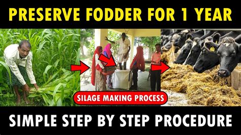 Silage Making Process | How to make Silage for Cows / Goats | Cattle ...