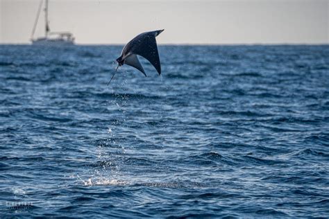 The Magnificent Mobula Rays of Baja California Mexico