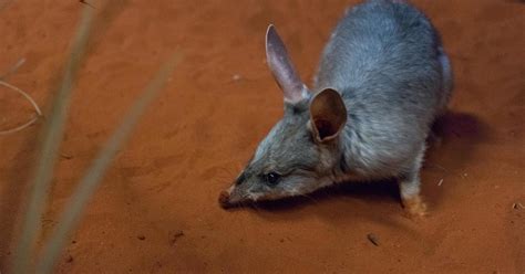 Greater Bilby conservation | Taronga Conservation Society Australia