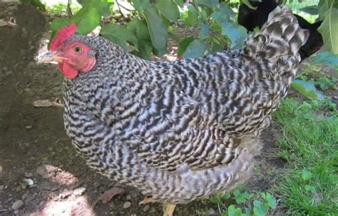 Dominique Chicken: Eggs, Height, Size and Raising Tips