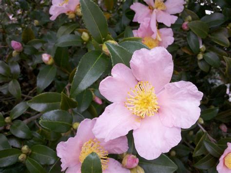 Welcome to the Pitt County Arboretum: CAMELLIA SASANQUA