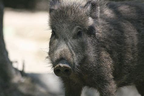 Wild Boar - A-Z Animals