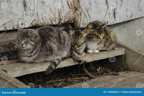 Three sleeping cats stock photo. Image of cats, gray - 110850082