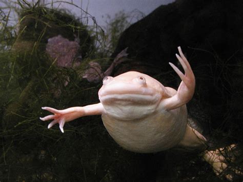 Albino African Clawed Frog Wallpapers HD Download