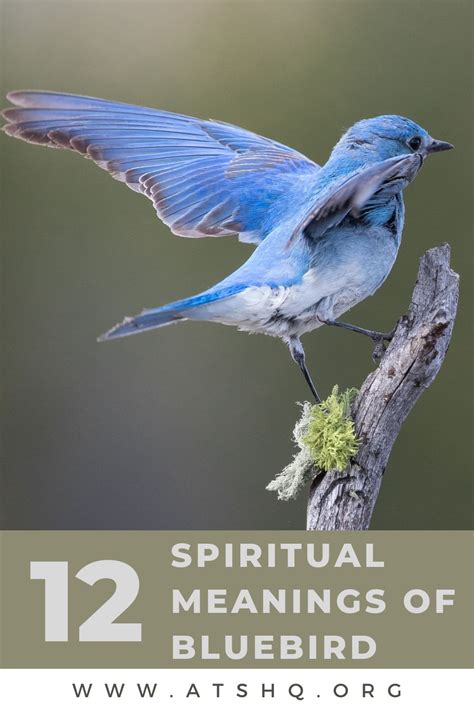 Bluebird Symbolism: 12 Spiritual Meanings of Bluebird