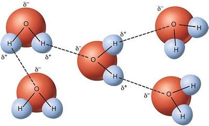 Hydrogen Bonds - INTERMOLECULAR FORCES