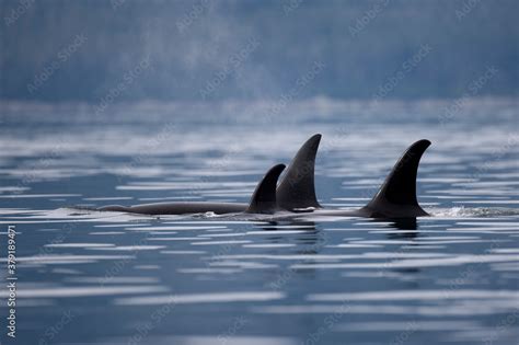 Orca Whale, Alaska Stock Photo | Adobe Stock