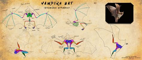 Bat Anatomy Study by HarbingerofDeth on DeviantArt