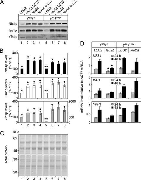 Defects in leucine biosynthesis up-regulate core machinery for ...