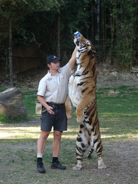Tiger free standing | Kato, bengal tiger at Dreamworld on th… | Flickr