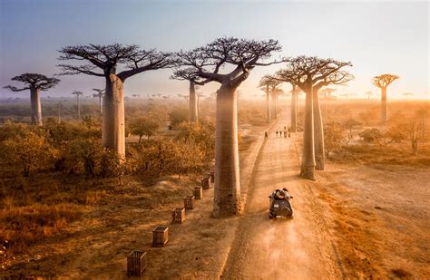 Most Beautifully Unique Trees and Forest in the World