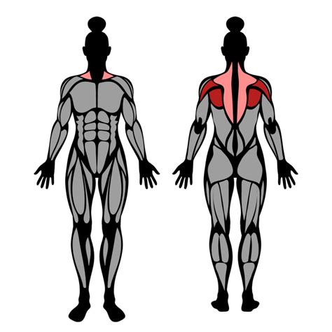 Band Pull-Apart: Muscles Worked & Technique – StrengthLog