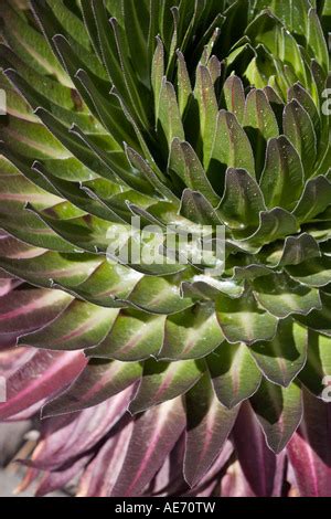 Giant Lobelia (Lobelia deckenii), Kilimanjaro National Park (UNESCO Stock Photo - Alamy