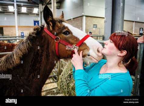 Showing a Clydesdale horse at a horse show Stock Photo - Alamy