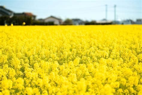 The Hikawa Canola Field | Shimane Japan Official Travel & Tourism Guide