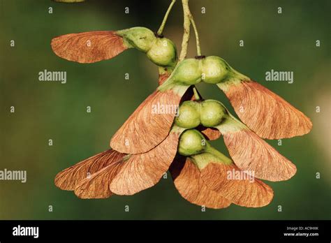 Sycamore seeds on tree Acer pseudoplatanus Belgium Stock Photo - Alamy