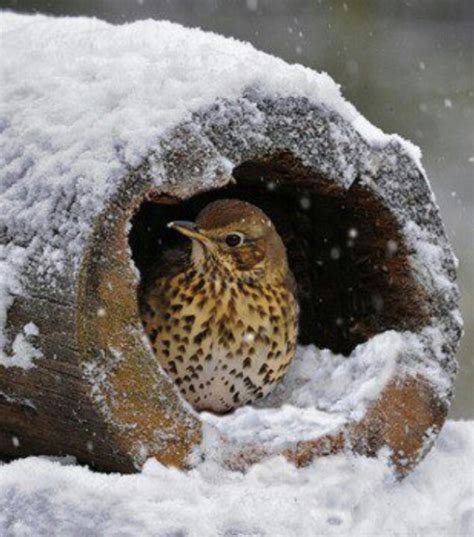 Bird In Winter Snow | winter birds | Pinterest