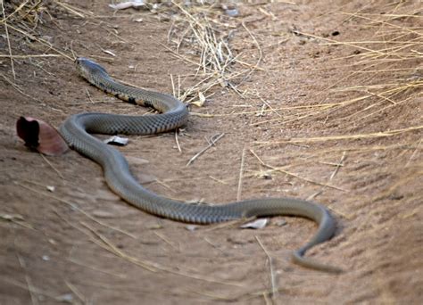 Mozambique Spitting Cobra Facts and Pictures | Reptile Fact