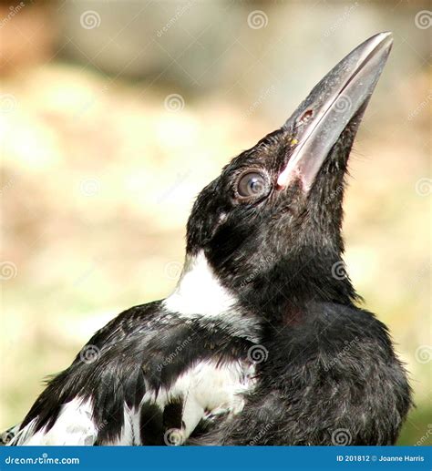 Animal - Magpie baby stock photo. Image of babies, australiana - 201812