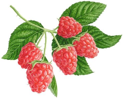 Raspberries painted in watercolour in 2020 | Botanical flowers, Raspberry plants, Watercolor fruit