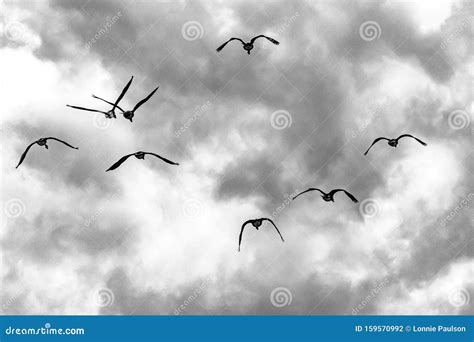 A Flock of Birds Flying Below the Clouds Stock Photo - Image of flock, overhead: 159570992