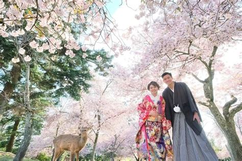 Deer Enjoy Cherry Blossoms In An Empty Park In Nara, Japan - Richhippos