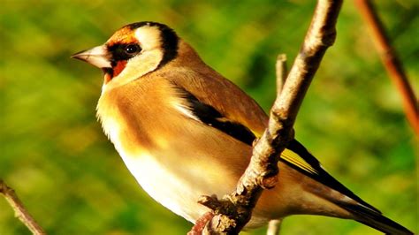 Goldfinch Bird Song and Sounds - Birds Singing - One Hour of Beautiful ...