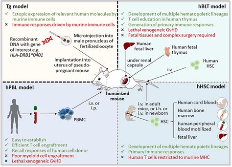 Frontiers | Humanized Mouse Models of Rheumatoid Arthritis for Studies ...