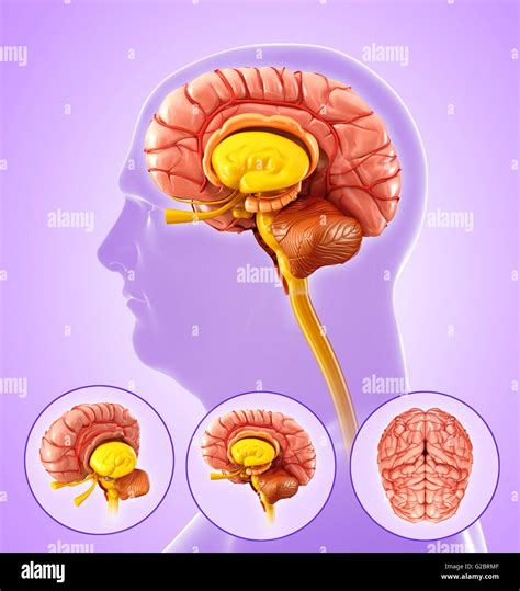 Human brain anatomy, illustration Stock Photo - Alamy