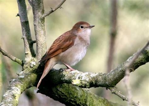 Common Nightingale by Unspecified - BirdGuides