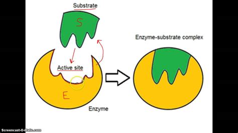 Describe the Structure of an Enzyme - Charity-has-Robles