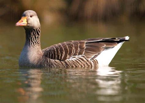 Greylag Goose - British Waterfowl Association